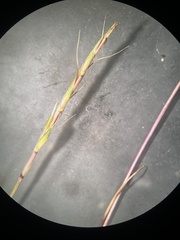 Schizachyrium tenerum