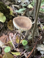 Oudemansiella