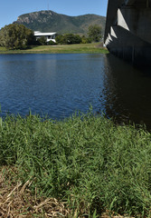 Urochloa mutica