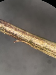 Schizachyrium tenerum