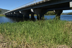 Urochloa mutica