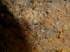 Paroligolophus agrestis