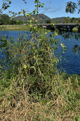 Urochloa mutica