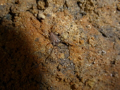 Paroligolophus agrestis