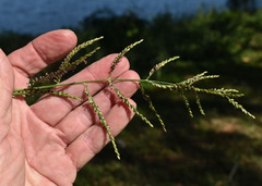 Urochloa mutica