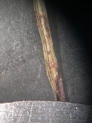 Schizachyrium tenerum