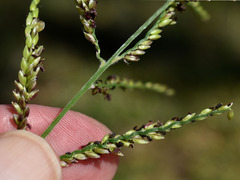 Urochloa mutica