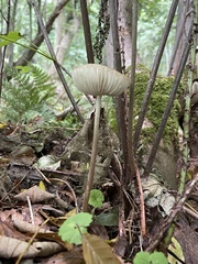 Oudemansiella