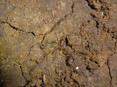 Paroligolophus agrestis