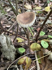 Oudemansiella