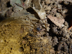 Nemastoma bimaculatum