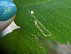 Agromyza aristata