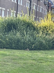 Sylvilagus floridanus