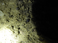 Nemastoma bimaculatum