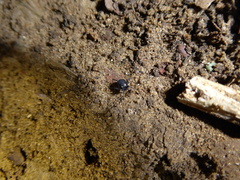 Nemastoma bimaculatum