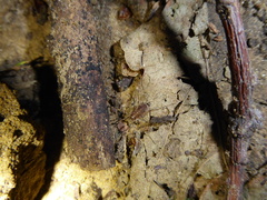 Paroligolophus agrestis