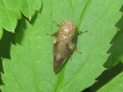 Aphrophora alni