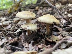 Agrocybe putaminum
