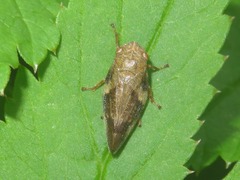 Aphrophora alni