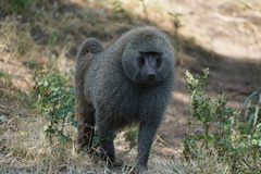 Papio anubis
