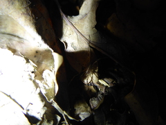 Paroligolophus agrestis