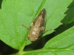 Aphrophora alni
