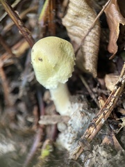 Agrocybe putaminum