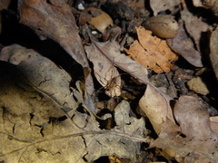 Paroligolophus agrestis