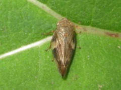 Aphrophora alni