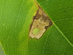 Coptodisca splendoriferella