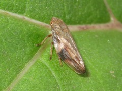 Aphrophora alni