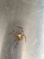 Argiope aetherea
