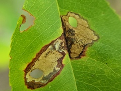 Coptodisca splendoriferella