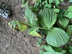 Veratrum viride