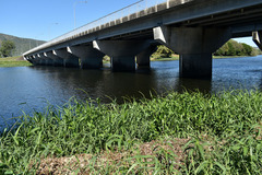 Hymenachne amplexicaulis