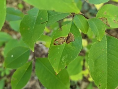 Coptodisca splendoriferella