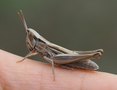 Euchorthippus elegantulus