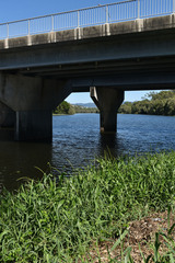 Hymenachne amplexicaulis