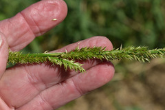 Hymenachne amplexicaulis