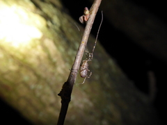 Paroligolophus agrestis
