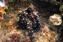 Octopus cyanea