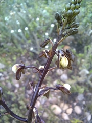 Eulophia cochlearis