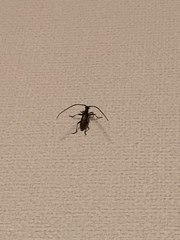 Didymocantha obliqua