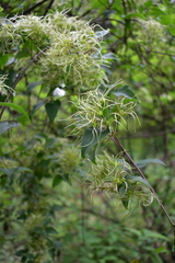 Clematis dioica