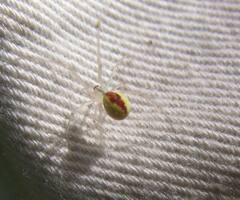 Theridion californicum