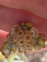 Pseudognaphalium stramineum