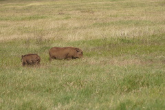 Phacochoerus africanus massaicus