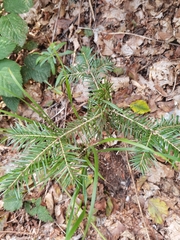 Abies alba