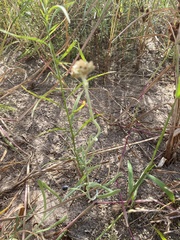 Pseudognaphalium stramineum