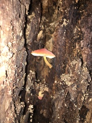 Pluteus aurantiorugosus